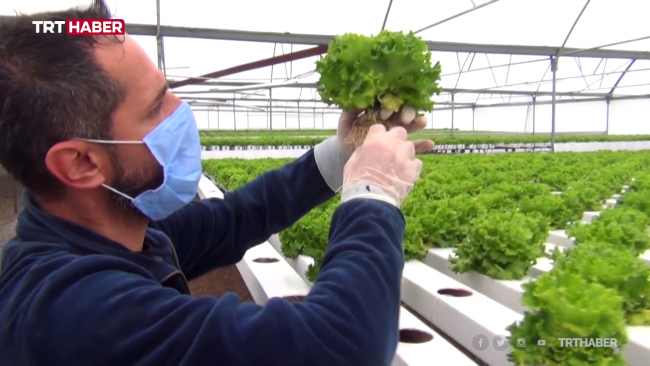 Erzincan'da topraksız tarım verimi 3 katına çıkardı